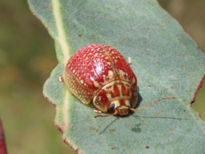 Paropsisterna decolorata (A Eucalyptus leaf beetle) at Theodore, ACT - 4 Jan 2022 by owenh