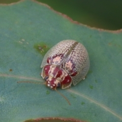 Paropsisterna laesa species complex (Laesa leaf beetle) at Theodore, ACT - 4 Feb 2022 by owenh