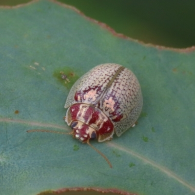 Paropsisterna laesa species complex (Laesa leaf beetle) at Theodore, ACT - 4 Feb 2022 by owenh