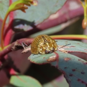 Paropsisterna cloelia at Theodore, ACT - 18 Nov 2021