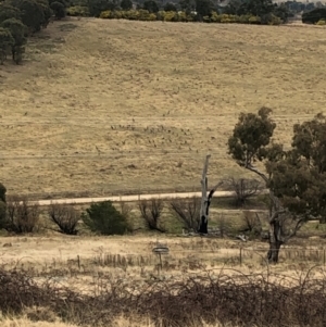 Macropus giganteus at Curtin, ACT - suppressed