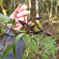 Orites diversifolia (Variable Orites) at Styx, TAS - 4 Aug 2024 by Detritivore