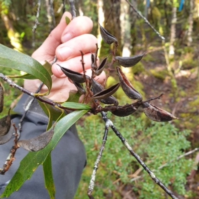 Orites diversifolia (Variable Orites) at Styx, TAS - 4 Aug 2024 by Detritivore