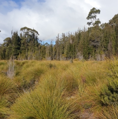 Gymnoschoenus sphaerocephalus (Button Grass) at Styx, TAS - 4 Aug 2024 by Detritivore