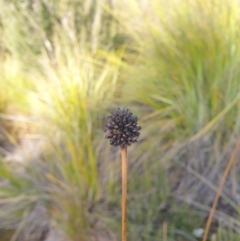 Gymnoschoenus sphaerocephalus at Styx, TAS - 4 Aug 2024 01:30 PM