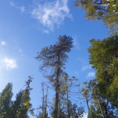 Phyllocladus aspleniifolius (Celery top pine) at Styx, TAS - 4 Aug 2024 by Detritivore