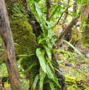 Zealandia pustulata at Styx, TAS - suppressed