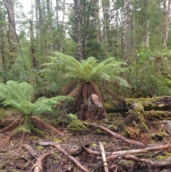 Dicksonia antarctica (Soft Treefern) at Styx, TAS - 4 Aug 2024 by Detritivore