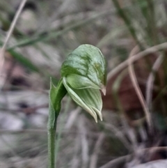 Bunochilus umbrinus (ACT) = Pterostylis umbrina (NSW) (Broad-sepaled Leafy Greenhood) at Acton, ACT by Venture