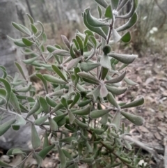 Persoonia rigida (Hairy Geebung) at Bruce, ACT - 4 Aug 2024 by Venture