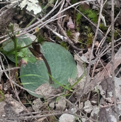 Cyrtostylis reniformis (Common Gnat Orchid) at  - suppressed by Venture