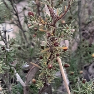 Hibbertia calycina at Bruce, ACT - 4 Aug 2024