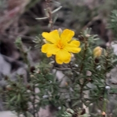 Hibbertia calycina at Bruce, ACT - 4 Aug 2024