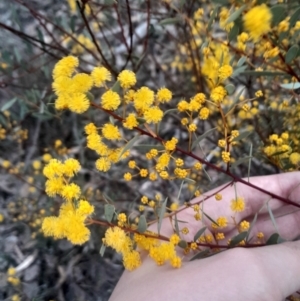 Acacia buxifolia subsp. buxifolia at Bruce, ACT - 4 Aug 2024