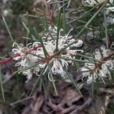 Hakea decurrens subsp. decurrens (Bushy Needlewood) at Bruce, ACT - 4 Aug 2024 by Venture