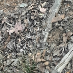 Rytidosperma sp. at Acton, ACT - 4 Aug 2024