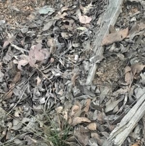 Rytidosperma sp. at Acton, ACT - 4 Aug 2024