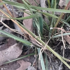 Rytidosperma sp. at Acton, ACT - 4 Aug 2024