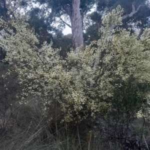 Acacia genistifolia at Acton, ACT - 4 Aug 2024