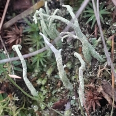 Cladonia scabriuscula (A lichen) at Acton, ACT - 4 Aug 2024 by Venture