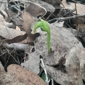 Pterostylis nutans at Acton, ACT - suppressed