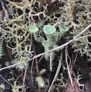 Cladonia fimbriata at Acton, ACT - 4 Aug 2024 03:48 PM