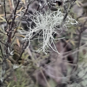 Usnea sp. (genus) at Acton, ACT - 4 Aug 2024 03:45 PM