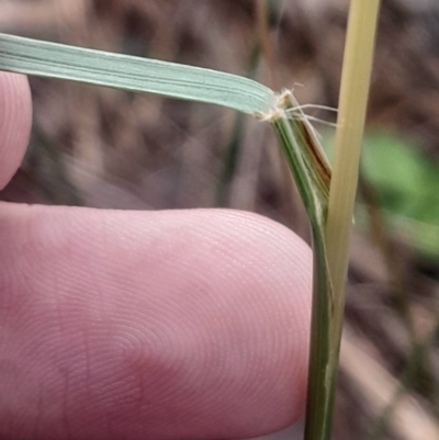 Rytidosperma sp. (Wallaby Grass) at Acton, ACT - 4 Aug 2024 by Venture