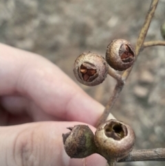 Eucalyptus macrorhyncha subsp. macrorhyncha (Red Stringybark) at Acton, ACT - 4 Aug 2024 by Venture