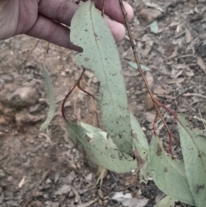 Eucalyptus macrorhyncha subsp. macrorhyncha at Acton, ACT - 4 Aug 2024 03:36 PM