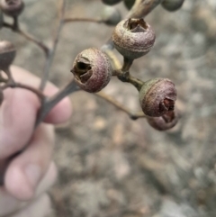 Eucalyptus macrorhyncha subsp. macrorhyncha at Acton, ACT - 4 Aug 2024 03:36 PM