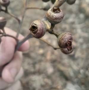 Eucalyptus macrorhyncha subsp. macrorhyncha at Acton, ACT - 4 Aug 2024 03:36 PM