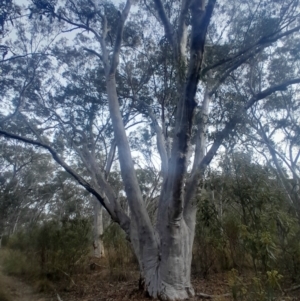 Eucalyptus rossii at Acton, ACT - 4 Aug 2024 03:34 PM