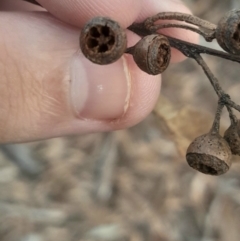 Eucalyptus rossii at Acton, ACT - 4 Aug 2024 03:34 PM