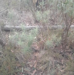 Cassinia longifolia (Shiny Cassinia, Cauliflower Bush) at Acton, ACT - 4 Aug 2024 by Venture