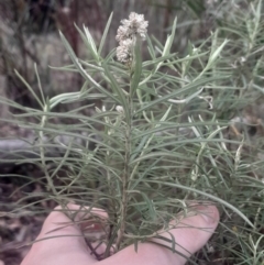 Cassinia longifolia at Acton, ACT - 4 Aug 2024 03:23 PM