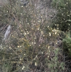 Acacia gunnii (Ploughshare Wattle) at Acton, ACT - 4 Aug 2024 by Venture