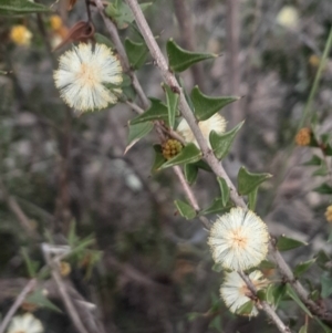 Acacia gunnii at Acton, ACT - 4 Aug 2024