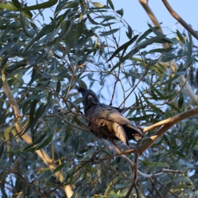 Callocephalon fimbriatum (Gang-gang Cockatoo) at Hughes, ACT - 30 Jul 2024 by LisaH