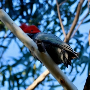 Callocephalon fimbriatum at Hughes, ACT - 30 Jul 2024