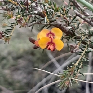 Dillwynia phylicoides at Acton, ACT - 4 Aug 2024 03:16 PM