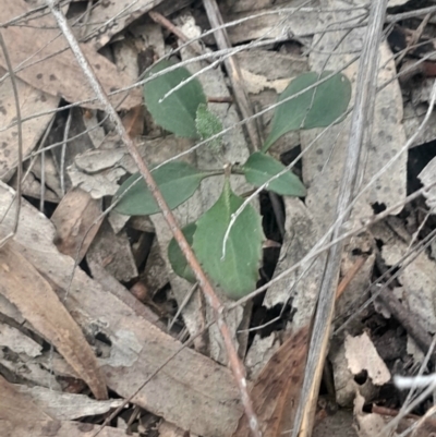 Goodenia hederacea subsp. hederacea (Ivy Goodenia, Forest Goodenia) at Acton, ACT - 4 Aug 2024 by Venture