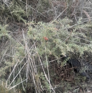 Grevillea alpina at Acton, ACT - 4 Aug 2024