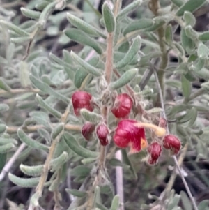 Grevillea alpina at Acton, ACT - 4 Aug 2024