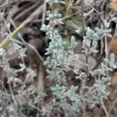 Chrysocephalum apiculatum (Common Everlasting) at Acton, ACT - 4 Aug 2024 by Venture