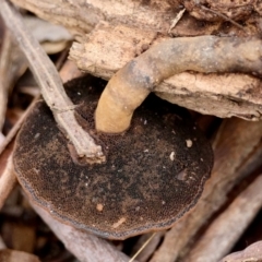 Sanguinoderma rude at Mongarlowe, NSW - 1 Aug 2024