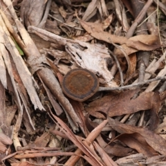 Sanguinoderma rude at Mongarlowe, NSW - suppressed