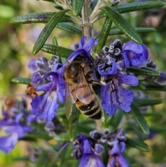 Apis mellifera (European honey bee) at Braidwood, NSW - 4 Aug 2024 by MatthewFrawley