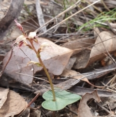 Acianthus collinus (Inland Mosquito Orchid) at Bruce, ACT - 4 Aug 2024 by Bubbles