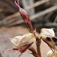 Acianthus collinus at Bruce, ACT - suppressed